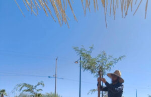 Programa Reconecta con la Paz contribuye en el mejoramiento del Bosque Urbano La Sauceda