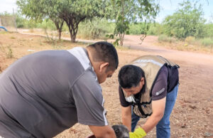 Refuerza Salud Sonora acciones preventivas contra dengue y rickettsia