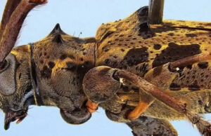 Investigador de la Universidad de Panamá descubre nueva especie de escarabajo y la dedica al Centro Regional Universitario de Colón