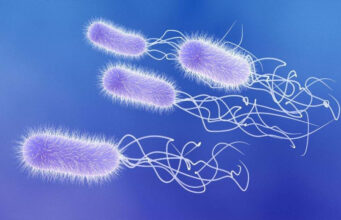 Investigadores españoles crean una prueba que detecta una superbacteria en 4 horas