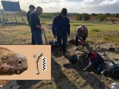 Hallazgo en San Pedro: descubren un fósil único en Argentina de un perezoso gigante que vivió hace 200.000 años