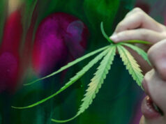 ¿Puede el cannabis inducir un estado psicodélico? Descubre lo que descubrieron los investigadores
