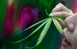 ¿Puede el cannabis inducir un estado psicodélico? Descubre lo que descubrieron los investigadores