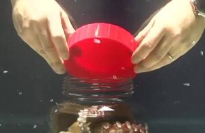 ¿Sabías que un pulpo puede abrir un frasco desde dentro?