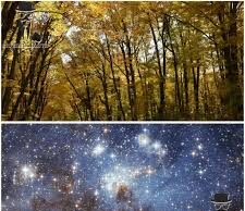 ¿Sabías que en la Tierra hay más árboles que estrellas en la Vía Láctea?