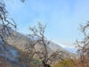 CEPC coordina esfuerzo de más de 100 combatientes forestales en Tarachi
