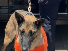 Unidad K-9 de la PESP fortalece acciones de seguridad en Hermosillo