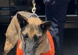 Unidad K-9 de la PESP fortalece acciones de seguridad en Hermosillo