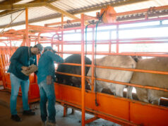 Refuerzan Sonora, México y Estados Unidos acciones para proteger la sanidad ganadera ante el gusano barrenador