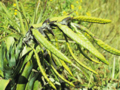 Descubren dos nuevas especies de bromelias en los Andes de Ecuador