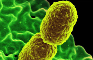 Descubren cómo destruir bacterias resistentes a los antibióticos forzando su ruptura