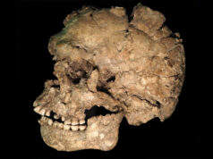Descubren el apuñalamiento más antiguo de la historia: un Homo sapiens sobrevivió a un ataque en la cara hace 145.000 años