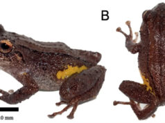 Descubren una nueva especie de rana en la Cordillera del Cóndor en Ecuador