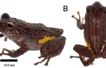Descubren una nueva especie de rana en la Cordillera del Cóndor en Ecuador