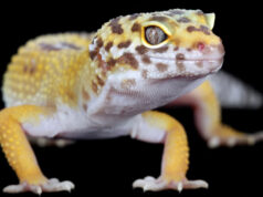 Descubren que el gecko lemon frost tiene una mutación que puede revelar secretos del cáncer