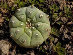 Peyote, la planta ancestral que tarda 15 años en crecer y no deberías cortar