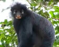 Descubren una nueva especie de mono con “cara de máscara” en la República Democrática del Congo