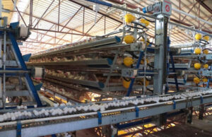 Producción de huevo en Sonora mantiene crecimiento sostenido y fortalece la seguridad alimentaria