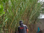 Salud Sonora exhorta a eliminar criaderos de mosquitos tras las lluvias registradas en el estado