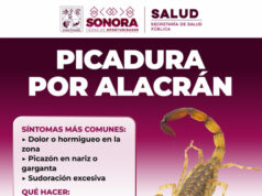 Llama Salud Sonora a prevenir mordeduras y picaduras de animales ponzoñosos durante la temporada de calor