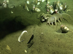 Descubren una nueva bacteria simbionte de la almeja gigante que revela un ecosistema inédito en aguas profundas