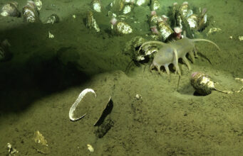 Descubren una nueva bacteria simbionte de la almeja gigante que revela un ecosistema inédito en aguas profundas