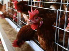 Los huevos orgánicos tienen un impacto climático peor que los de gallinas enjauladas, según un controvertido estudio