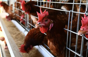 Los huevos orgánicos tienen un impacto climático peor que los de gallinas enjauladas, según un controvertido estudio