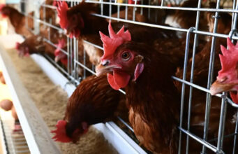 Los huevos orgánicos tienen un impacto climático peor que los de gallinas enjauladas, según un controvertido estudio