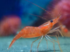 Un estudio sobre el origen de los camarones propone una nueva hipótesis de la evolución de la biodiversidad