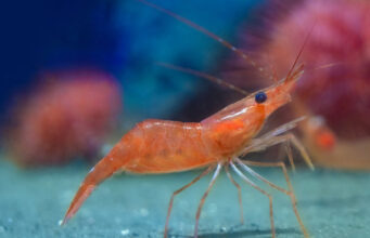 Un estudio sobre el origen de los camarones propone una nueva hipótesis de la evolución de la biodiversidad