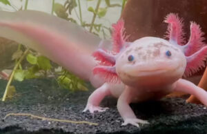 El ajolote, la especie que solo sobrevive de forma natural en México, tendrá un nuevo santuario en Xochimilco