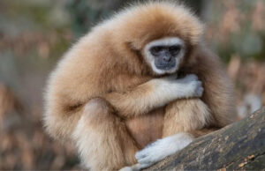 Los animales que podrían ser la clave para evitar la próxima extinción masiva de la Tierra