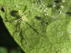 Descubren en el Himalaya una nueva especie de araña con ‘carita feliz’ que evolucionó de forma independiente