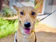 Organiza Gobierno de Hermosillo Feria de Adopciones de animales de compañía