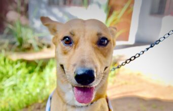 Organiza Gobierno de Hermosillo Feria de Adopciones de animales de compañía