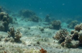Fósil hallado en Panamá revela una nueva especie de pez de hace millones de años