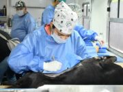 Invita Gobierno Municipal a jornadas gratuitas de esterilización y baños contra garrapatas para perros y gatos