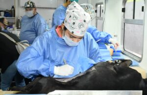 Invita Gobierno Municipal a jornadas gratuitas de esterilización y baños contra garrapatas para perros y gatos