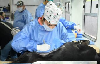 Invita Gobierno Municipal a jornadas gratuitas de esterilización y baños contra garrapatas para perros y gatos