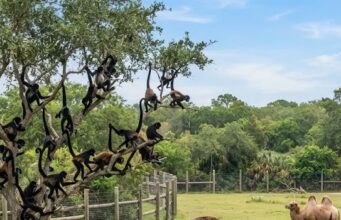 Operativo en Tamaulipas revela un rancho con 135 animales exóticos