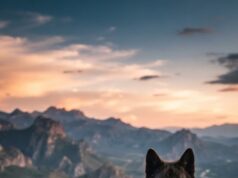 Calupoh: el perro lobo mexicano que aún despierta preguntas entre los científicos