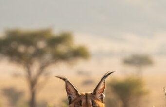 Detectan una amplia presencia de rodenticidas en caracales de Sudáfrica