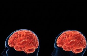 Un receptor del cerebro podría tener efectos distintos sobre el peso corporal