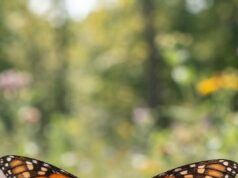 Sensores solares ayudan a estudiar la migración de las mariposas monarca