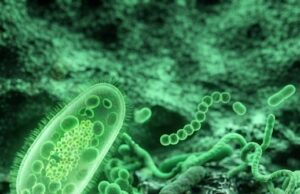 Amibas de vida libre: microorganismos capaces de provocar infecciones graves