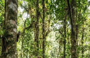 Monos capuchinos se enfrentan a la inteligencia artificial en Costa Rica y aprenden a interactuar con una pantalla