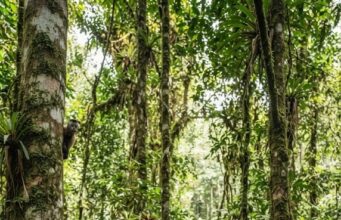 Monos capuchinos se enfrentan a la inteligencia artificial en Costa Rica y aprenden a interactuar con una pantalla