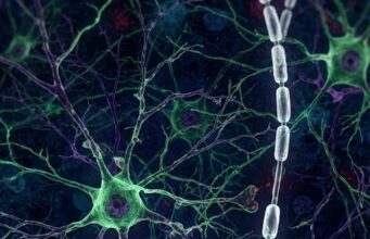 La depresión podría alterar la formación de nuevas neuronas en una zona clave del cerebro