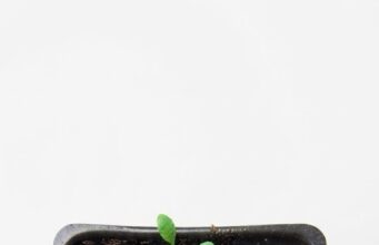 Investigadores identifican un gen que ayuda a las plantas a controlar el nitrógeno